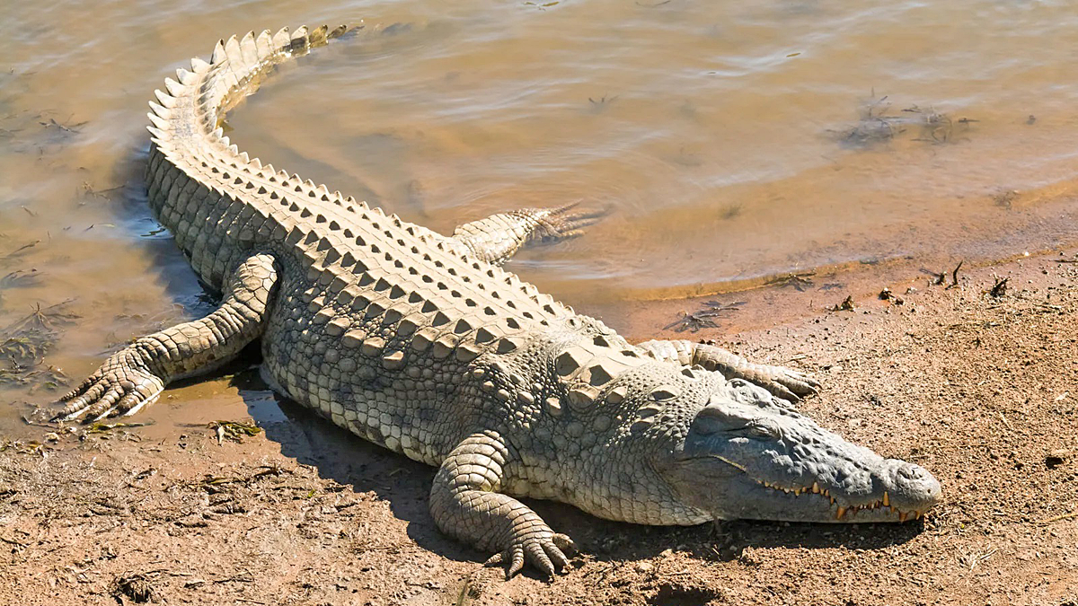 Boy killed in croc attack