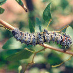 A worm of exploitation