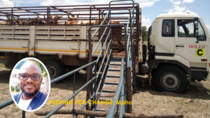 Okavango cattle farmers cash in