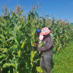 A-maize-ing