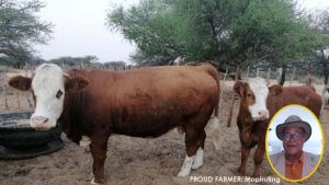 Calling for cows