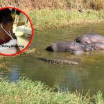 Hippo horror