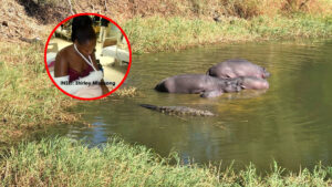 Hippo horror