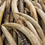 Father and son fined P30000 for illegal possession of elephant tusks