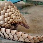 Pangolin pain
