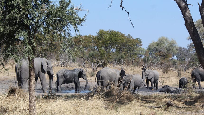 Deadly heatwave kills man and beast