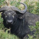 A Buffalo scare