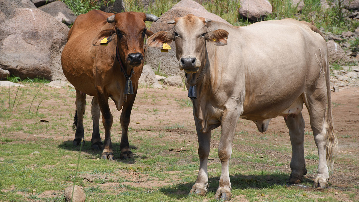 Cross border cattle rustling poses common threat to Botswana and Zimbabwe