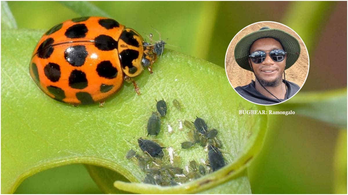 Saving the ladybug