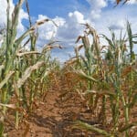 Dry spell turns up the heat on worried farmers