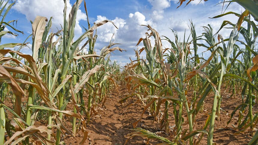 Dry spell turns up the heat on worried farmers