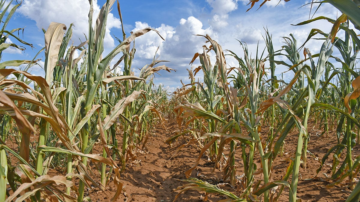 Dry spell turns up the heat on worried farmers