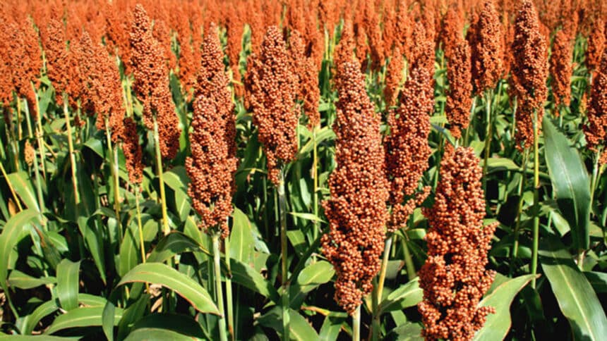 Calm amid the drought