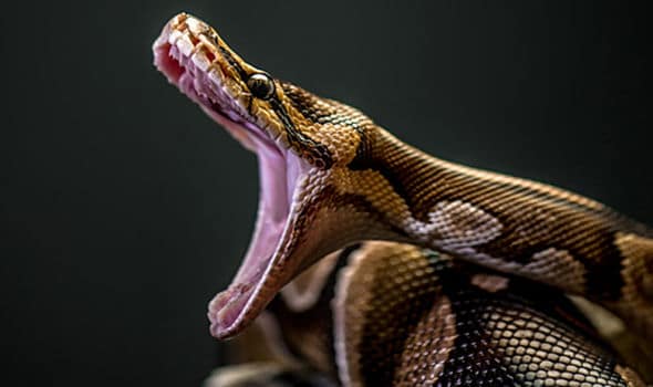 Traditional doctor’s python resists capture » TheVoiceBW
