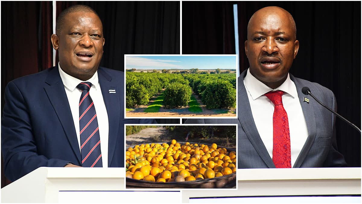 Phikwe Citrus project yields 29 000 tonnes of fruit