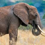 Man trampled to death by elephant
