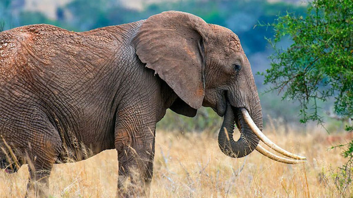 Man trampled to death by elephant