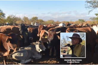 Zone 6b moos again as Govt delivers first batch of cattle in North East