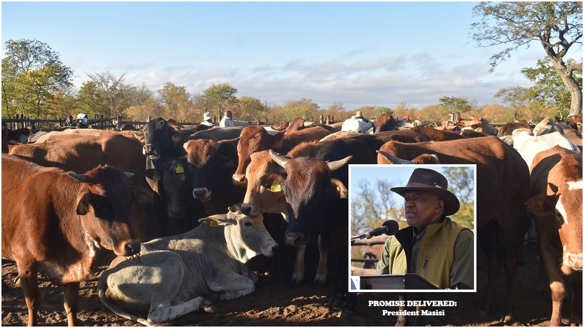 Zone 6b moos again as Govt delivers first batch of cattle in North East