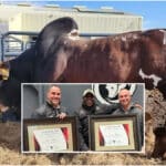 Zim farmer splashes P6 million on one bull
