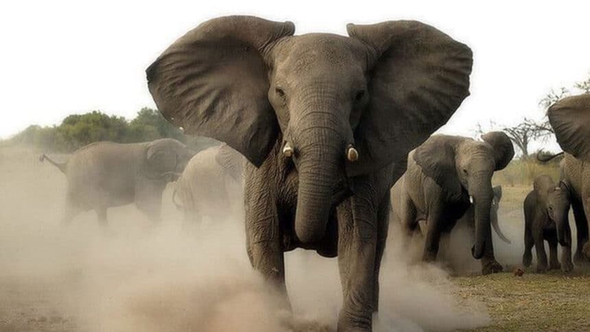 Man survives elephant attack