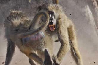 Baboons cause chaos in Chobe region