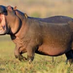 Hippo kills Nxaraga man