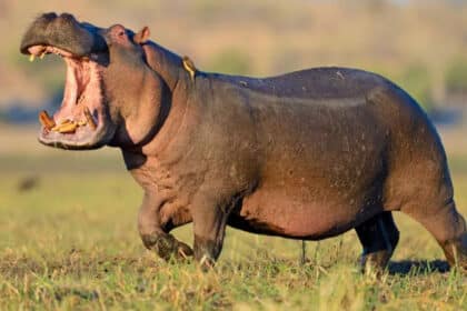 Hippo kills Nxaraga man