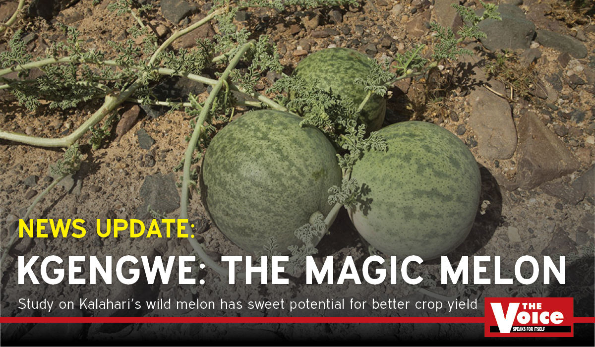 Kgengwe: the magic melon