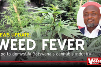 Botswana medicinal cannabis industry
